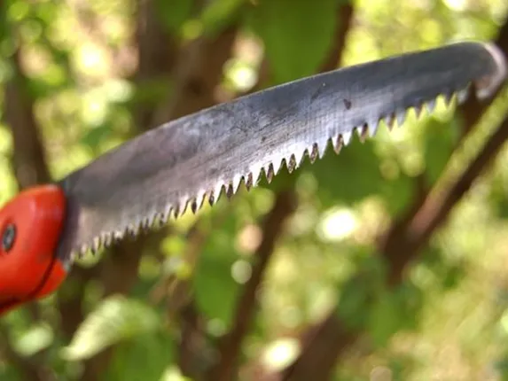 ଦୁଷ୍କର୍ମ କରିବାକୁ ଉଦ୍ୟମ କରିଥିଲା ବାପା, ଆତ୍ମରକ୍ଷା କରିବାକୁ ଯାଇ କୁରାଢ଼ିରେ ହାଣିଲା ଝିଅ