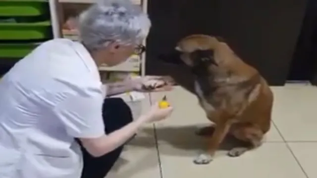 ପଞ୍ଝାରେ ଆଘାତ ଲାଗିବା ପରେ ସାହାଯ୍ୟ ପାଇଁ ଫାର୍ମାସିଷ୍ଟଙ୍କ ପାଖରେ ପହଞ୍ଚିଥିଲା କୁକୁର, ଚିିକିତ୍ସା ପରେ ଏପରି ଜଣାଇଥିଲା ଧନ୍ୟବାଦ ; ଭିଡିଓ ଦେଖନ୍ତୁ