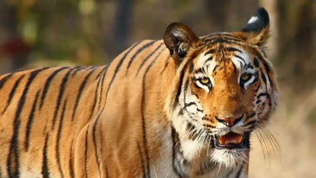 ମାଲିକ ଉପରକୁ ଆକ୍ରମଣ କଲା ବାଘ, ନିଜ ଜୀବନକୁ ଖାତିର ନ କରି ବାଘ ମୁହଁରୁ ମାଲିକଙ୍କୁ ବଞ୍ଚାଇଲା କୁକୁର