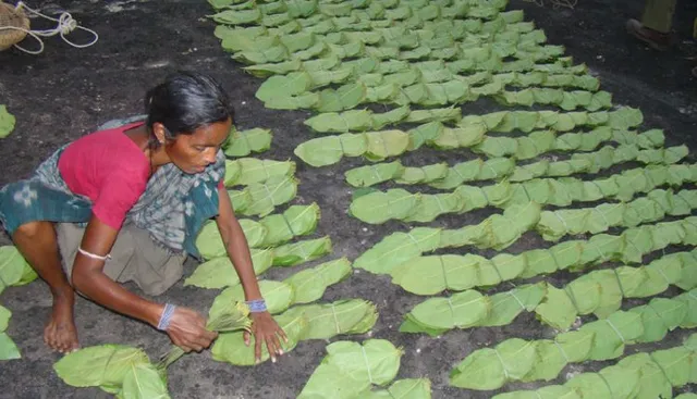 କେନ୍ଦୁପତ୍ର ତୋଳାଳୀ ଓ କର୍ମଚାରୀଙ୍କ ପାଇଁ ବୋନସ୍ ଘୋଷଣା