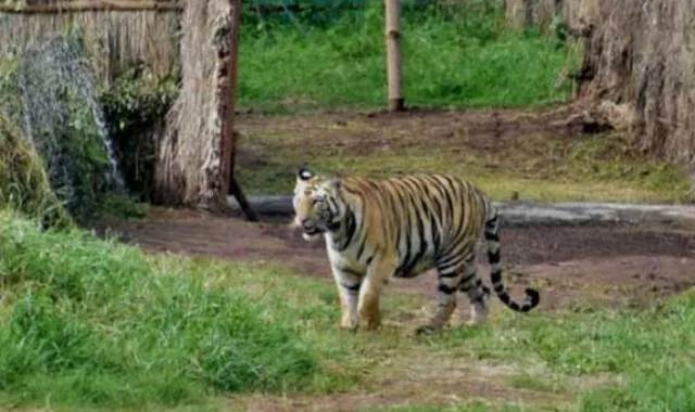 ‘ସୁନ୍ଦରୀ’ ପାଇଁ ଅଣ୍ଟା ଭିଡ଼ିଲା ଏନ୍‌ଜିଓ