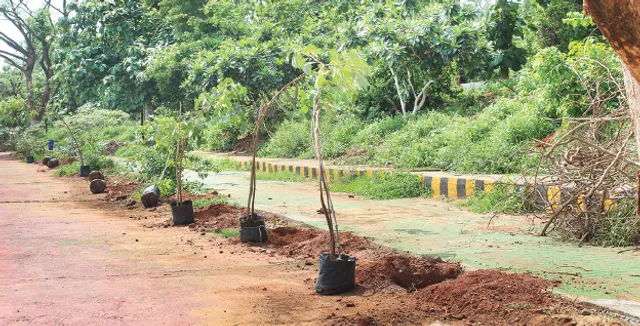 ରାଜଧାନୀରେ ରାଜମହେନ୍ଦ୍ରୀ ଗଛ, ରାସ୍ତାପାର୍ଶ୍ବରେ ୧୫ ଫୁଟ୍‌ ଉଚ୍ଚତାର ଗଛ