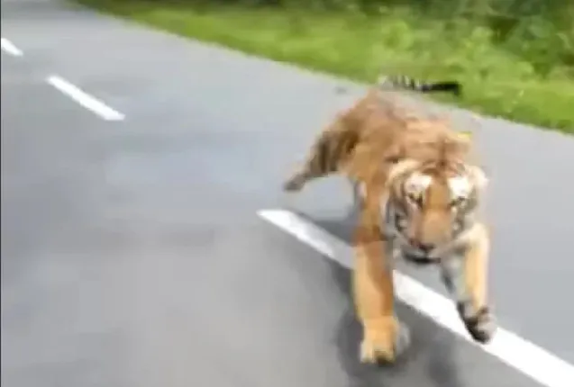 ରାସ୍ତା ମଝିରେ ବାଇକ ଚାଳକଙ୍କୁ ଗୋଡାଇଲା ବାଘ, ଦେଖନ୍ତୁ ଏ ଭୟାନକ ଭିଡିଓ...