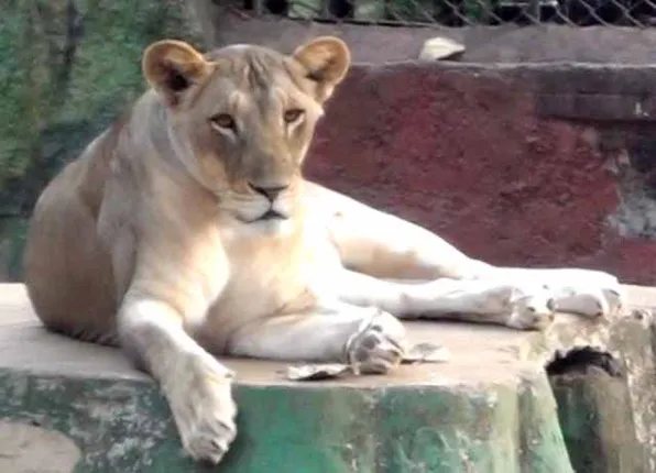 ସିଂହ ପାଇଁ ସଂଘର୍ଷ : ନନ୍ଦନକାନନରେ ୧୩ ବର୍ଷରେ ୩୪ ମୃତ, ଜନ୍ମ ମାତ୍ର ୨