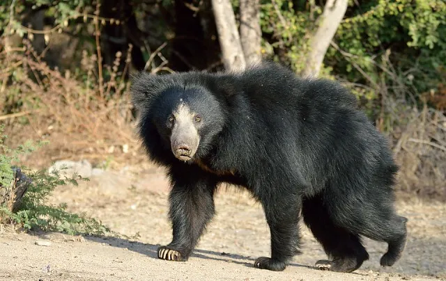 ଭାଲୁ ଆକ୍ରମଣରେ ଯୁବକ ଗୁରୁତର