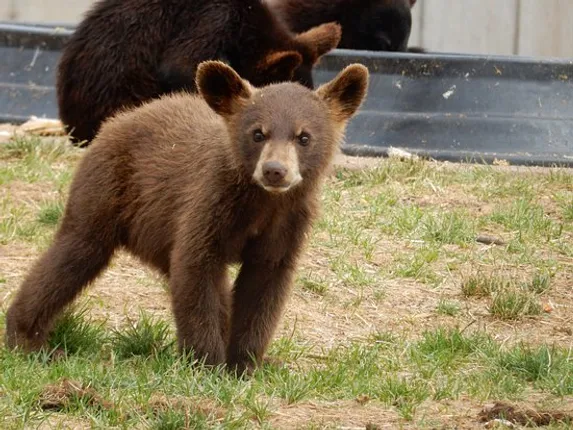 ଭାଲୁ ଆକ୍ରମଣରେ ଜଣେ ଗୁରୁତର