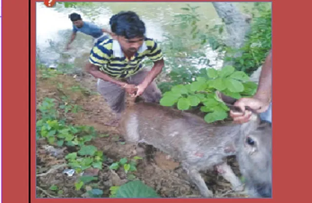 କୁକୁର ହାବୁଡ଼ରୁ ସମ୍ବର ଉଦ୍ଧାର