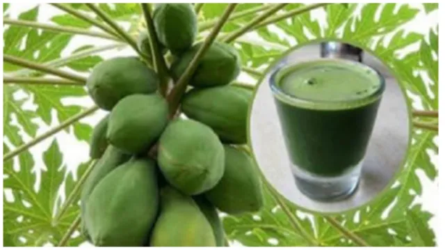 ଅମୃତଭଣ୍ଡା ପତ୍ର ସେବନ ଦ୍ୱାରା ଶରୀରକୁ କି କି ଫାଇଦା ମିଳିଥାଏ ଜାଣନ୍ତୁ