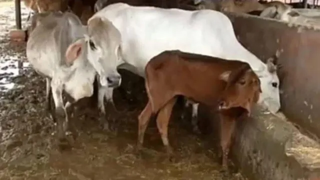 ବାଛୁରୀ ହତ୍ୟାକାରୀକୁ ୧୦ ବର୍ଷ ଜେଲ୍‌ ଓ ୧ ଲକ୍ଷ ଟଙ୍କା ଜରିମାନା