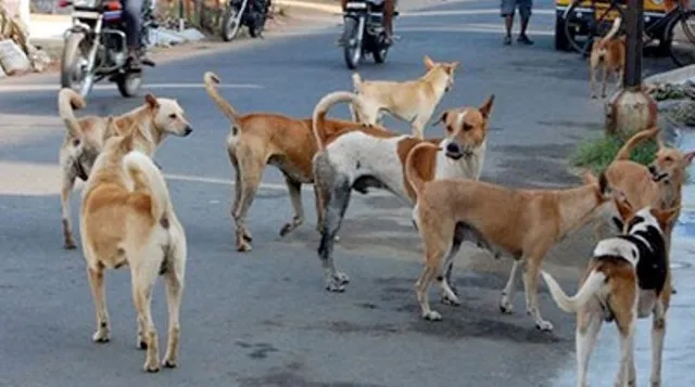 କିଏ ସେ ନିର୍ଦ୍ଦୟ, ଅମଣିଷ! ବିଷ ଦେଇ ମାରିଦେଲା ମା’ ସମେତ ୫ ଛୁଆ କୁକୁର