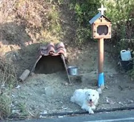 ମାଲିକଙ୍କ ମୃତ୍ୟୁର ୧୮ମାସ ପରେ ବି ଫେରିବା ବାଟକୁ ସେମିତି ଅପେକ୍ଷା କରି ରହିଛି ଏହି ପୋଷାକୁୁକୁର, ଆଖିରୁ ଝରାଉଛି ଲୁହ