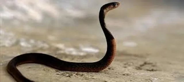 ବିଛଣାରେ ଶୋଇଥିବା ଅବସ୍ଥାରେ କାମୁଡିଲା ସାପ, ଭାଇଭଉଣୀ ମୃତ