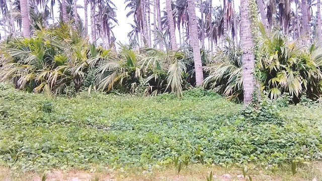 ବ୍ରହ୍ମଗିରି ଉଦ୍ୟାନ ବିଭାଗରେ ମିଳୁନି ନଡ଼ିଆ ଚାରା, ଉଦ୍ୟାନ ବିଭାଗକୁ ଦୌଡ଼ି ଦୌଡ଼ି ନିରାଶ ହେଉଛନ୍ତି ଚାଷୀ