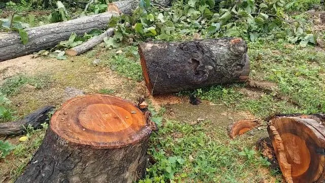 ଖଣି ପାଇଁ ଗଛ ବଳି : ହଜାର ହଜାର ଗଛ କାଟିଦେଲେ, ପ୍ରଭାବିତ ହେବ ଖଣ୍ଡାଧାର ଜଳପ୍ରପାତ