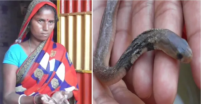 ଝିଅ ମାନି ବିଷଧର ସାପକୁ ପାଳୁଛନ୍ତି ମହିଳା, ଦୃଶ୍ୟ ଦେଖି ଆପଣ ବି ହୋଇଯିବେ ଚକିତ