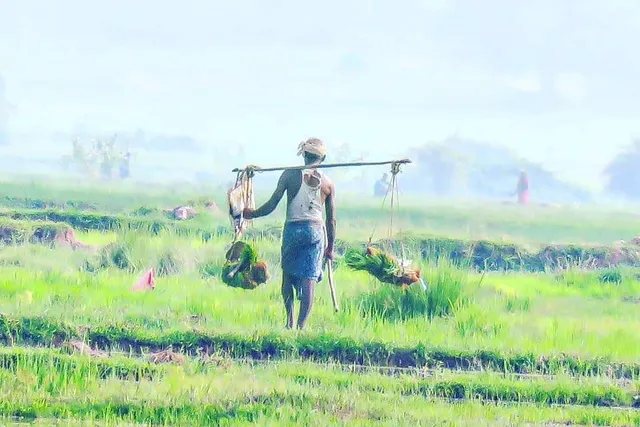 ବାଲେଶ୍ୱର: ଚାଷ କାମ ପାଇଁ ତଳା ନେଇ ଯାଉଛନ୍ତି ଚାଷୀ।