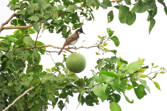 ବୃକ୍ଷର ଡାଳରେ ନିରୋଳାରେ ବସିଛି ପକ୍ଷୀ। (ଫଟୋ: ମନୋଜ ବିଶ୍ୱାଳ, ବାଲେଶ୍ୱର)