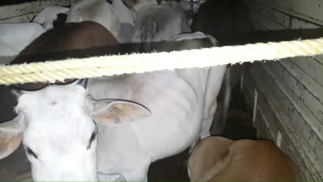 ଜଗତସିଂହପୁରରେ ୩ଟି ଗୋରୁ ବୋଝେଇ ଭ୍ୟାନ୍ ଜବତ, ୫ ଅଟକ