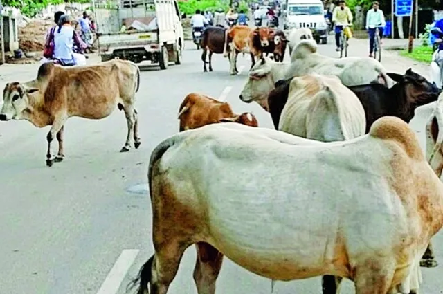 ଗାଈଗୋରୁଙ୍କ ପ୍ରତି ରହୁନି ଲଗାମ୍, ଖୋର୍ଦ୍ଧା-ବଲାଙ୍ଗୀର ୫୭ ନମ୍ବର ଜାତୀୟ ରାଜପଥ ଉପରେ ବଢ଼ୁଛି ଦୁର୍ଘଟଣା