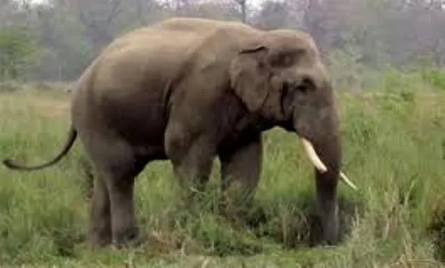 ଦନ୍ତାକୁ ମାରି ଦାନ୍ତ ଲୁଟିଲେ, ବନ କର୍ମଚାରୀଙ୍କ ଉପରକୁ ଚଳାଇଲେ ଗୁଳି