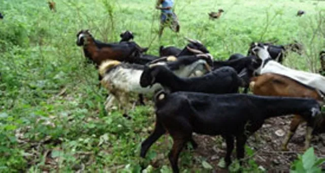 ବିଷାକ୍ତ ଖାଦ୍ୟ ଖାଇ ୪ ଛେଳି ମୃତ