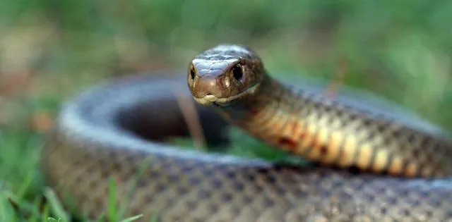 ସାପ କାମୁଡ଼ାରେ ୬ ମୃତ