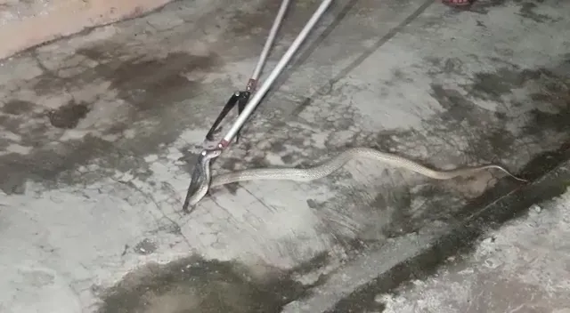 ପାର୍ସଲ ପେଟିରୁ ବାହାରିଲା ୬ଫୁଟ ଲମ୍ବର ନାଗ ସାପ !