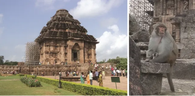 ସୂର୍ଯ୍ୟ ମନ୍ଦିରରେ ବୃଦ୍ଧି ପାଉଛି ମାଙ୍କଡ଼ଙ୍କ ଉପଦ୍ରବ, ପ୍ରତିଦିନ ଆହତ ହେଉଛନ୍ତି ପର୍ଯ୍ୟଟକ