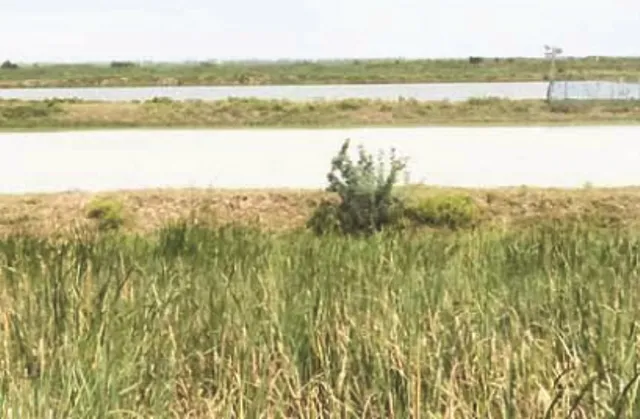 ଆନ୍ଧ୍ର ମାଛ ମାଫିଆଙ୍କ କବ୍‌ଜାରେ ଚିଲିକା ଉପକୂଳର ଟାଙ୍ଗୀ ଅଞ୍ଚଳ : ବିଷାକ୍ତ କୀଟନାଶକ ପ୍ରୟୋଗ ଯୋଗୁଁ ନଷ୍ଟ ହେଉଛି ଚିଲିକାର ଜୈବ ବିବିଧତା, ପ୍ରଶାସନ ନିରବ