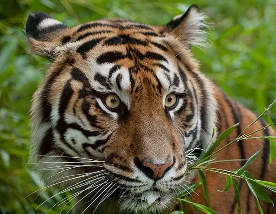 ରାଜ୍ୟ ପୁଣି ବାଘ ଗଣିବ