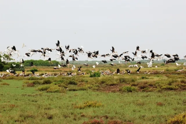 ଭିତରକନିକାରେ ବଢ଼ିଲେ ବିଦେଶୀ ପକ୍ଷୀ, ତେର ବର୍ଷର ରେକର୍ଡ ଭାଙ୍ଗିଲା