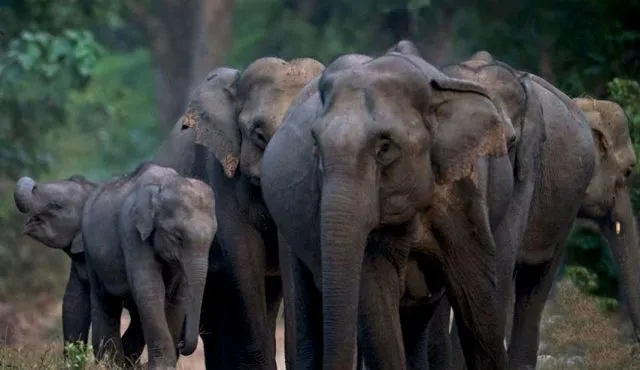 ଲୋପ ପାଇଯିବେ ବନ୍ୟପ୍ରାଣୀ! ୧୦ବର୍ଷରେ ୭୮୪ ହାତୀ ମୃତ୍ୟୁ