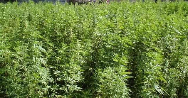 ମଦ ପରେ ଗଞ୍ଜେଇ : ଔଷଧୀୟ ଦ୍ରବ୍ୟ ଭାବେ ବ୍ୟବହାର କରିବା ବାହାନାରେ ଗଞ୍ଜେଇ ଚାଷକୁ ଅନୁମତି ଦେବାକୁ ଫନ୍ଦି