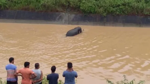 ଢେଙ୍କାନାଳ: କେନାଲରେ ପଡ଼ିବା ପୂର୍ବରୁ ଜଣକୁ ଓ ଉଠିବା ପରେ ଅନ୍ୟଜଣକୁ କଚାଡ଼ି ଆହତ କଲା ଦନ୍ତାହାତୀ