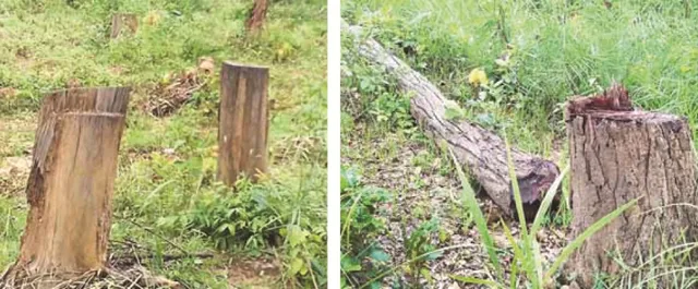 ନୟାଗଡ଼ ଜିଲ୍ଲାରେ ବୃଦ୍ଧି ପାଇବାରେ ଲାଗିଛି କାଠମାଫିଆଙ୍କ ଦୌରାତ୍ମ୍ୟ : କ୍ୟାମ୍ପ୍‌ କରି ଲୁଟୁଛନ୍ତି ଜଙ୍ଗଲ, ଜଙ୍ଗଲ ଲୁଟେରାଙ୍କ କବ୍‌ଜାରେ ରତାଦେଇ ପାହାଡ଼