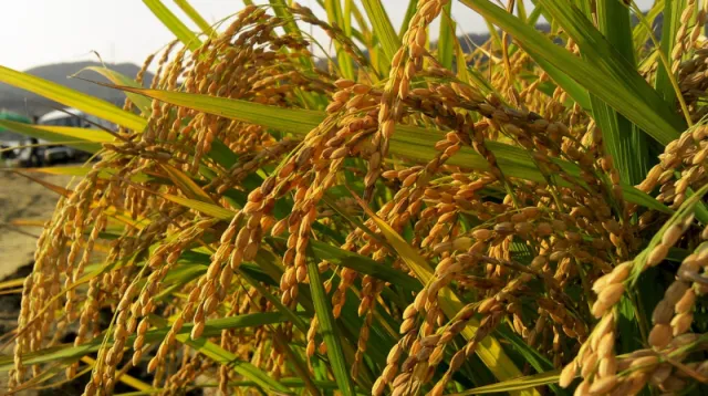 ଚାଷୀଙ୍କ ଉପରେ ବି ମାନ୍ଦାବସ୍ଥା ମାଡ଼, କ୍ରୟଶକ୍ତି ବଢ଼ାଇ ପାରୁନି ବର୍ଦ୍ଧିତ ଏମ୍‌ଏସ୍‌ପି