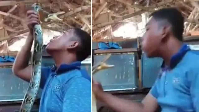 ଜୀବଜନ୍ତୁଙ୍କୁ ନିର୍ଯାତନା ଦେବାର ପରିଣାମ: ଖେଳୁଖେଳୁ ଯୁବକଙ୍କ ମଥାକୁ କାମୁଡି ଧରିଲା ସାପ: ଭିଡିଓ ଭାଇରାଲ୍‌