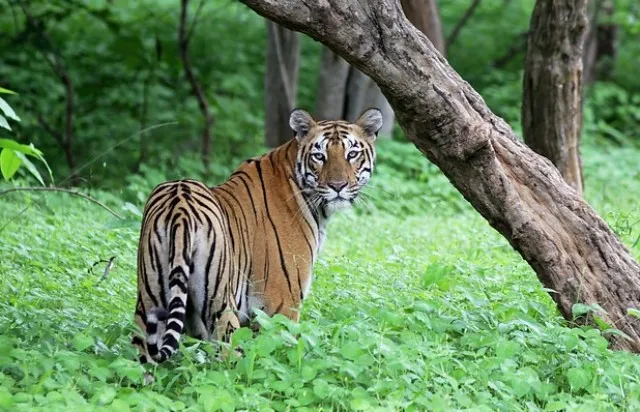 ସାତକୋଶିଆ ବ୍ୟାଘ୍ର ପ୍ରକଳ୍ପକୁ ଝଟ୍‌କା : ଏନ୍‌ଟିସିଏ କମାଇଲା ଅନୁଦାନ, କର୍ମଚାରୀଙ୍କ ଦରମା ପାଇଁ ବି ନିଅଣ୍ଟ