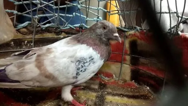 ଉଦ୍ଧାର ହେଲା ପାକିସ୍ତାନୀ ପାରା! ଡେଣାରେ ଲେଖା ହୋଇଛି ଅଦ୍ଭୁତ ବାର୍ତ୍ତା