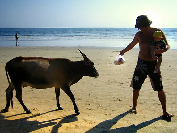 ଆଶ୍ଚର୍ଯ୍ୟ ଲାଗିଲେ ବି ସତ! ଗୋଆର ଏହି ସହରରେ ଘାସ-ପତ୍ର ନୁହେଁ ମାଛ-ମାଂସ ଖାଉଛନ୍ତି ଗାଈ