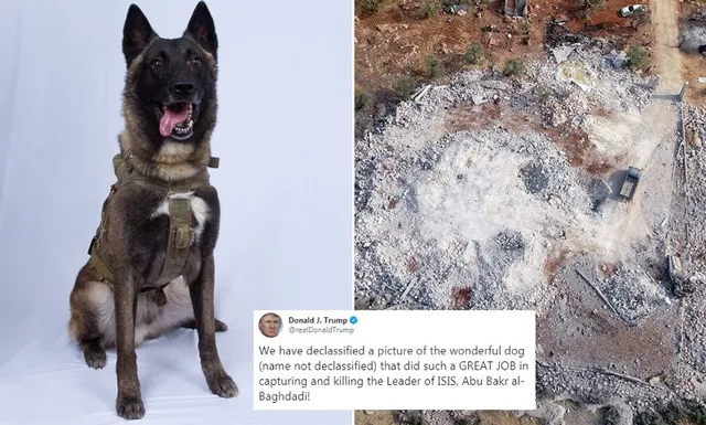 ଇଏ ହେଉଛି ସେହି କୁକୁର ଯିଏ ମୃତ୍ୟୁର ସୌଦାଗର ବାଗ୍‌ଦାଦିକୁ ପଠାଇଥିଲା ମୃତ୍ୟୁ ମୁହଁକୁ: ଫଟୋକୁ ପ୍ରକାଶ କଲେ ରାଷ୍ଟ୍ରପତି ଟ୍ରମ୍ପ