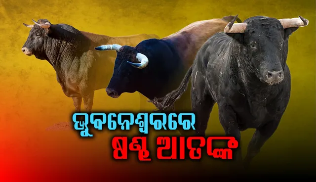 ରାଜଧାନୀରେ ଷଣ୍ଢ ଆତଙ୍କ; ମହିଳା ଓ ଛାତ୍ର ଗୁରୁତର ଆହତ