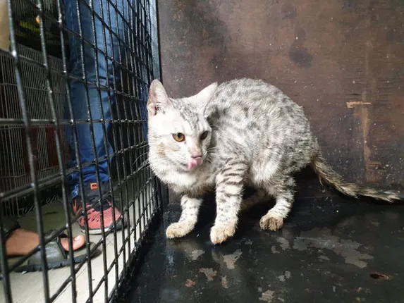 ବିରାଡ଼ିକୁ ସ୍କ୍ରୁଡ୍ରାଇଭର୍‌ରେ ହତ୍ୟା କରିଥିବାରୁ ୯,୧୫୦ ଟଙ୍କା ଜରିମାନା କଲେ ଅଦାଲତ