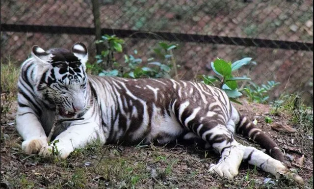 'ଶୁଭ୍ରାଂଶୁ' ର ରକ୍ତ ଶୋଷିନେଲେ ଟିଙ୍କ, ସାମ୍ନାକୁ ଆସିଲା ବାଘ ମୃତ୍ୟୁର ରିପୋର୍ଟ