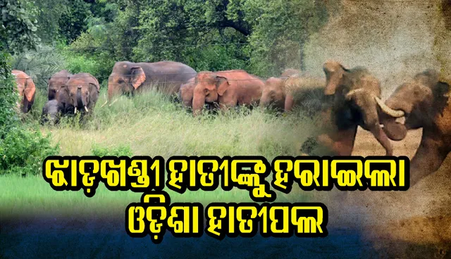 ଝାଡ଼ଖଣ୍ଡୀ ହାତୀଙ୍କୁ ତଡ଼ିଲେ ଓଡ଼ିଶା ହାତୀପଲ, ହାତୀ ଲଢ଼େଇରେ ଓଡ଼ିଶାର ବିଜୟ