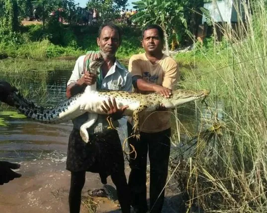 ଯାଜପୁର ସଦରଥାନା ଅଧୀନ ଖରସ୍ରୋତାରୁ କୁମ୍ଭୀର ଉଦ୍ଧାର