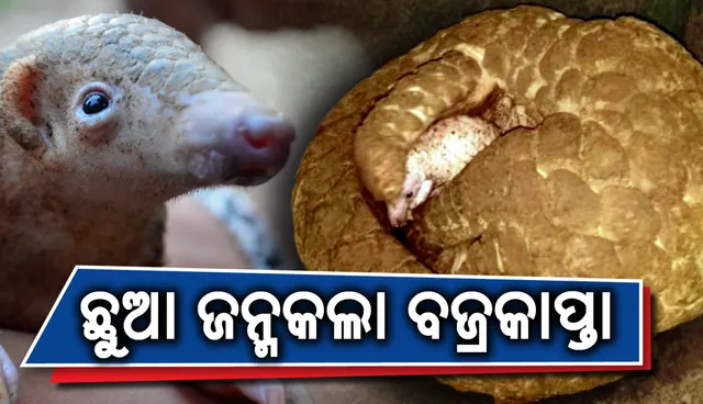 ଛୁଆ ଜନ୍ମକଲା ଉଦ୍ଧାର ହୋଇଥିବା ବଜ୍ରକାପ୍ତା