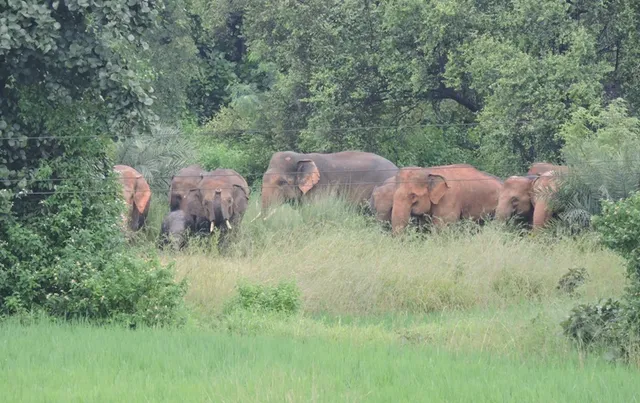 ବନ୍ୟଜନ୍ତୁ ଓ ହାତୀଙ୍କ ସୁରକ୍ଷା ପାଇଁ ଟାଟା ପାୱାର ପକ୍ଷରୁ ୨୪ ଘଣ୍ଟିଆ ନିୟନ୍ତ୍ରଣ କକ୍ଷ