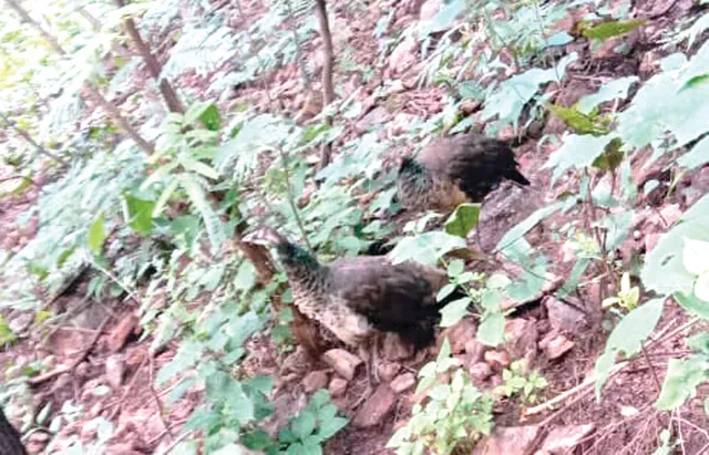 ମାଓ କ୍ୟାମ୍ପରୁ ଉଦ୍ଧାର ମୟୂର ଚୋରି! ପୁଲିସ ହେପାଜତରେ ଥିବା ୨ ଜାତୀୟ ପକ୍ଷୀ ମିଳୁନାହାନ୍ତି?