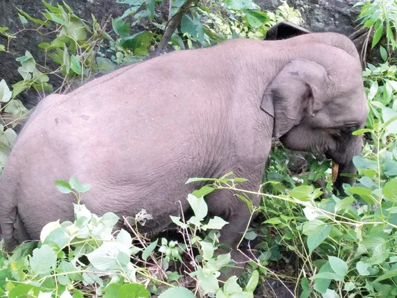 ପଲରୁ ଅଲଗା ହେଲା ଛୁଆହାତୀ, ରାତିଦିନ ଅପେକ୍ଷା କରି ଜଙ୍ଗଲ ଫେରିଲା